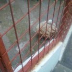 Vandalizam Eko Park 5