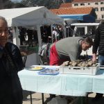 njavro ulicama stona