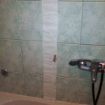 GENIJALNA AKCIJA Pogledajte kako je naša čitateljica spasila tarantelu! 5 Tarantula macaklin spasavanje 5