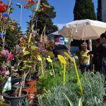 sajam cvijeca 160416 20
