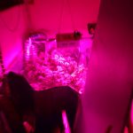 Marihuana Trava Lab 1