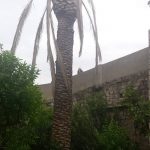 Palma Grad Iga 8