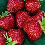 jagode najava