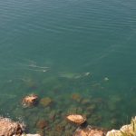 kanalizacija more cvjetanje 1