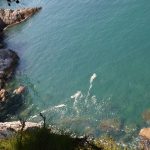 kanalizacija more cvjetanje 3