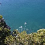 kanalizacija more cvjetanje 4