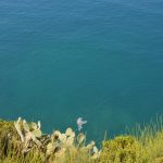 kanalizacija more cvjetanje 6