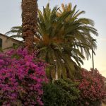 palma crvena pipa 300616 2