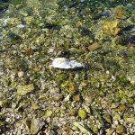 stakor pantagana solitudo 2