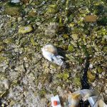stakor pantagana solitudo 3