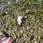 stakor pantagana solitudo 4