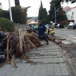 palma vojnovic 4