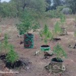 Marihuana Konavle 1