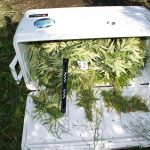 Marihuana zazablje 2
