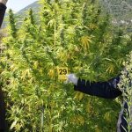Marihuana zazablje 3 1