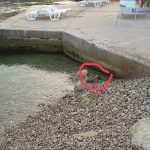 legaz sumartin fekalije