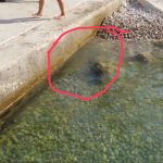 legaz sumartin fekalije1