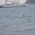 dubrovnik aquathlon 4
