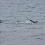 dubrovnik aquathlon 5