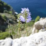 orsula031