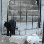 Ulicama 269 Djenevrija 5