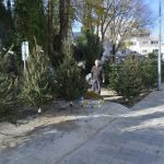 bozicno drvce bor001