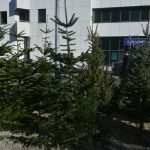 bozicno drvce bor023