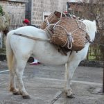 kolenda gruda mirisi bozica 1