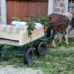 kolenda gruda mirisi bozica 11