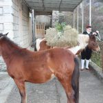 kolenda gruda mirisi bozica 25