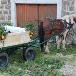 kolenda gruda mirisi bozica 9