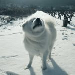 Haci Samojed Potomje 1