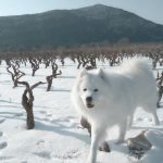 Haci Samojed Potomje 2