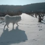 Haci Samojed Potomje 3
