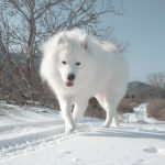 Haci Samojed Potomje 4