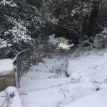 Lokrum Snijeg 20