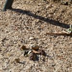 Park Pile Smece 10