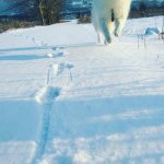 Samojed Potomje 1