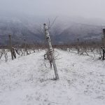 Snijeg zupanija Konavle gruda Grad Ploce 25