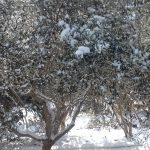 eko omblici snijeg 5