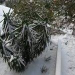 snijeg dubrovnik 110120172