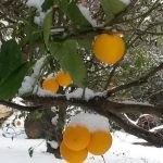 snijeg dubrovnik 110120174