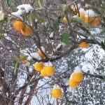 snijeg dubrovnik 110120175