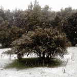 snijeg korcula 16 1 2017 3