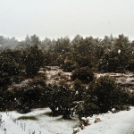 snijeg korcula 16 1 2017 4