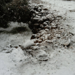 snijeg korcula 16 1 2017 8
