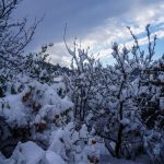 snijeg lopud 11012017 2