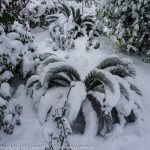 snijeg lopud 11012017 3