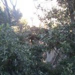 vatrogasci nevrijeme vjetar drvece 070117 1