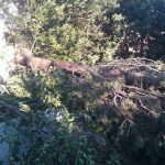vatrogasci nevrijeme vjetar drvece 070117 2